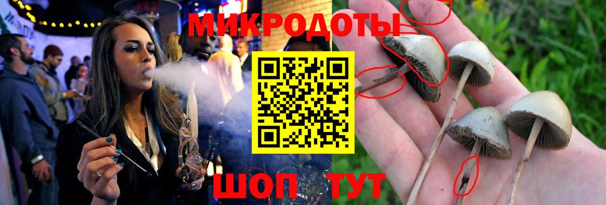 Псилоцибиновые грибы Cubensis Белореченск